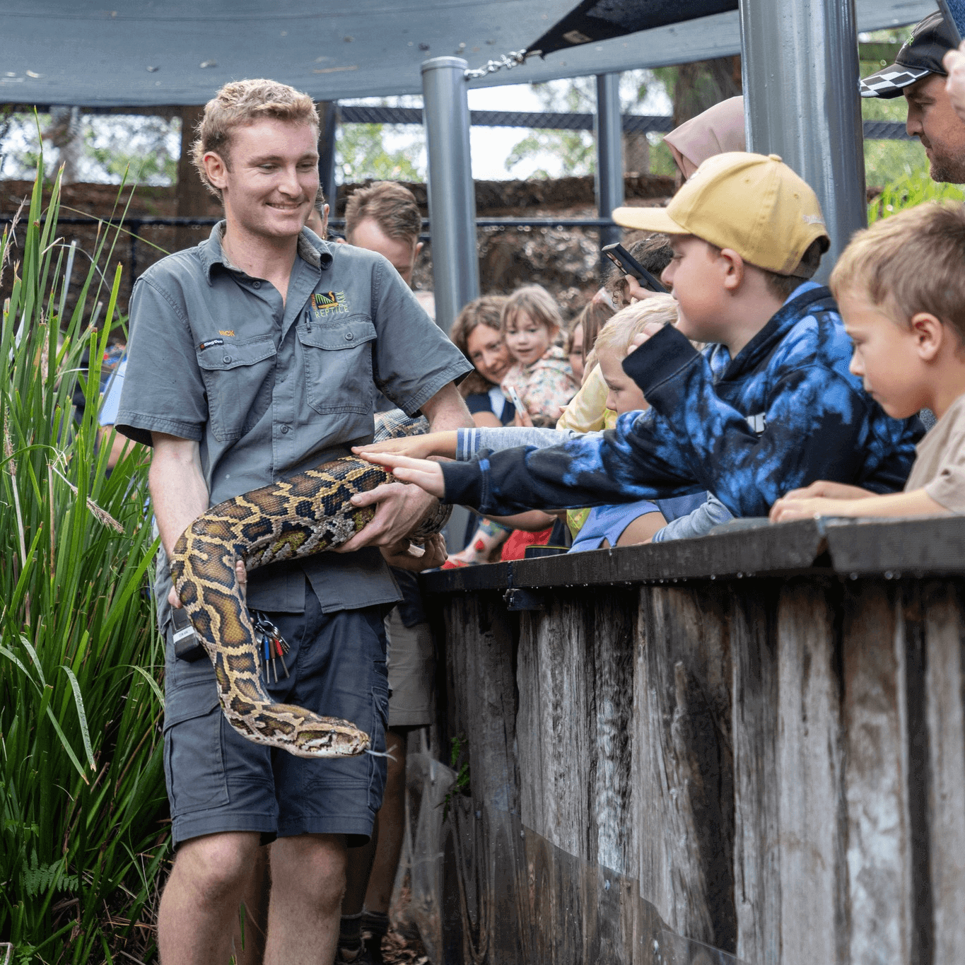 Zoo keeper holding giant python snake